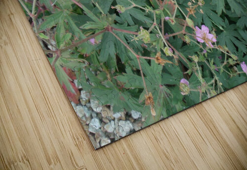 Lavender Geranium 1 Sherrie Larch puzzle