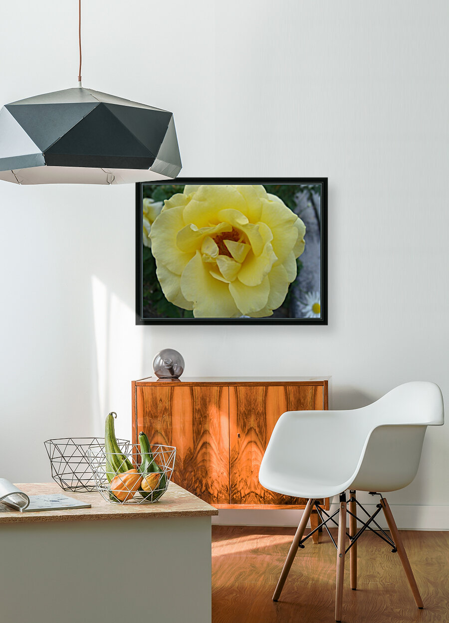 A Yellow Rose 2 Reproduction