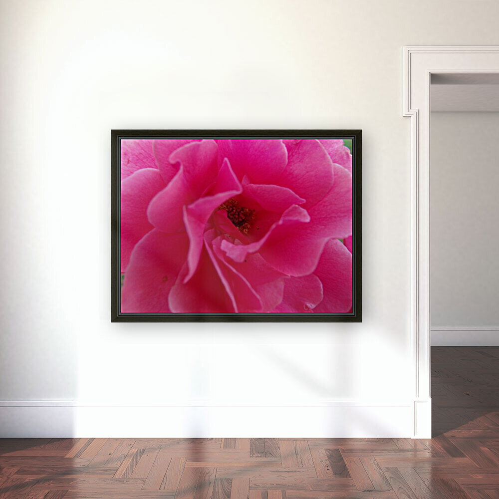Inside A Pink Rose Reproduction