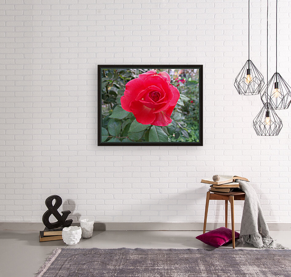 A Red Rose 1 Reproduction