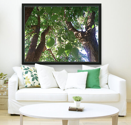 Beautiful Fall Green Trees 3 Reproduction