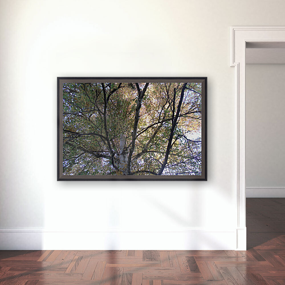 Birch Trees In Fall 2 Reproduction
