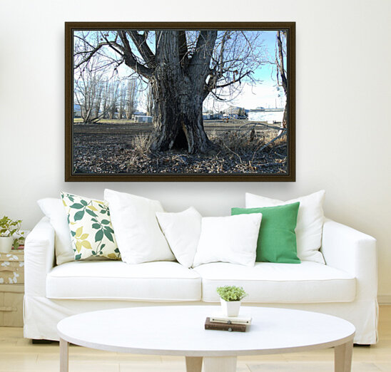Lost River Winter Trees 8 Reproduction