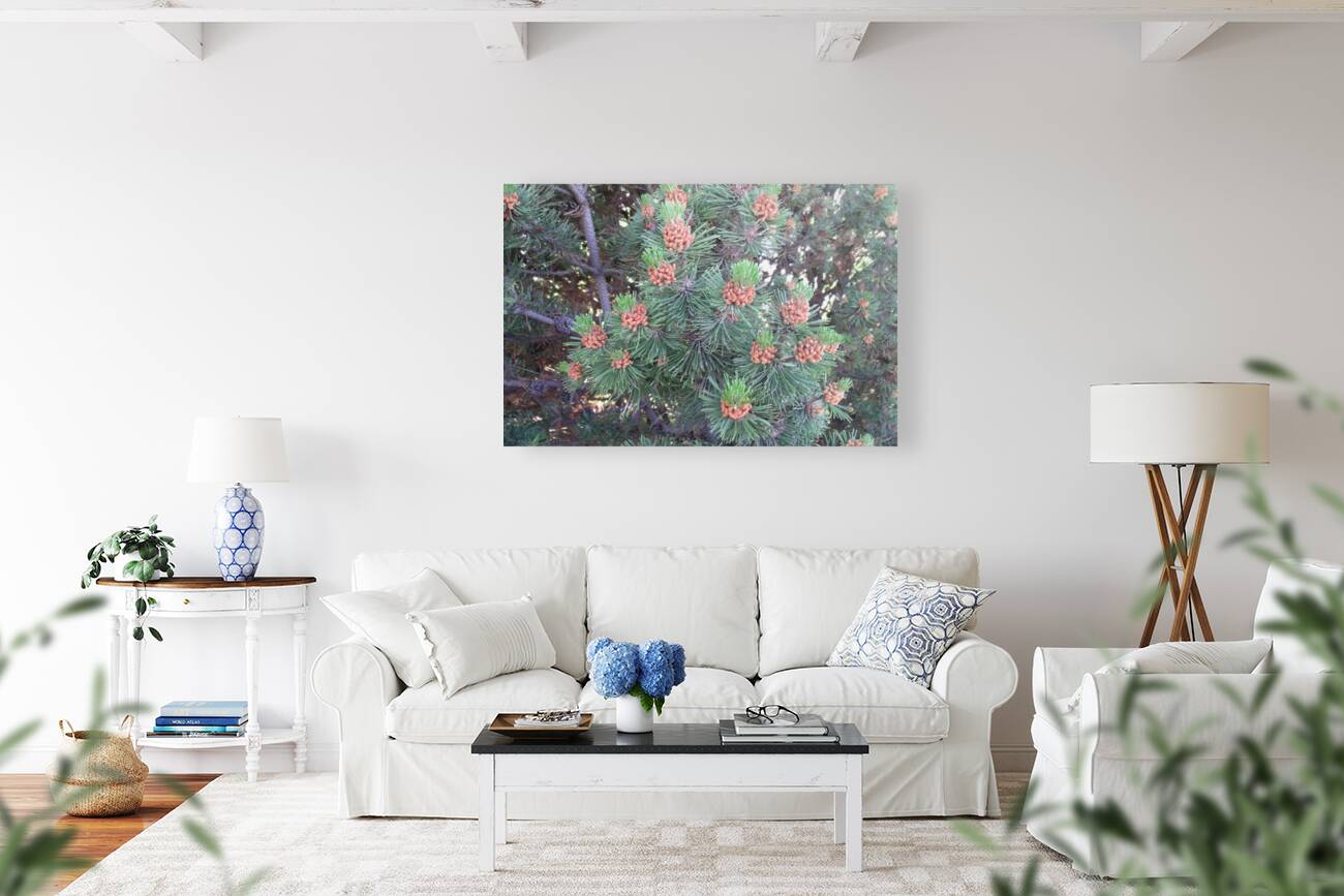 Mountain Pine 2 Reproduction