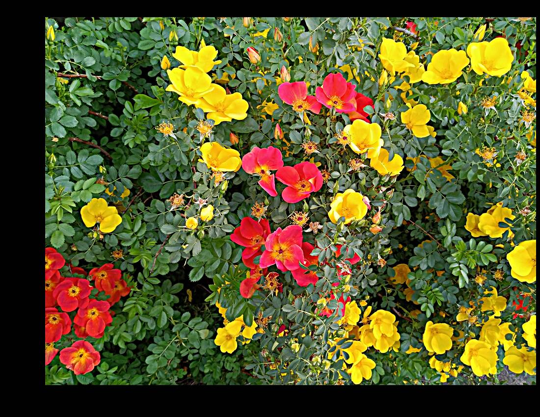 Wild Roses 4 Reproduction