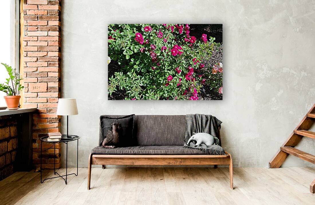 Drift Roses 1 Reproduction
