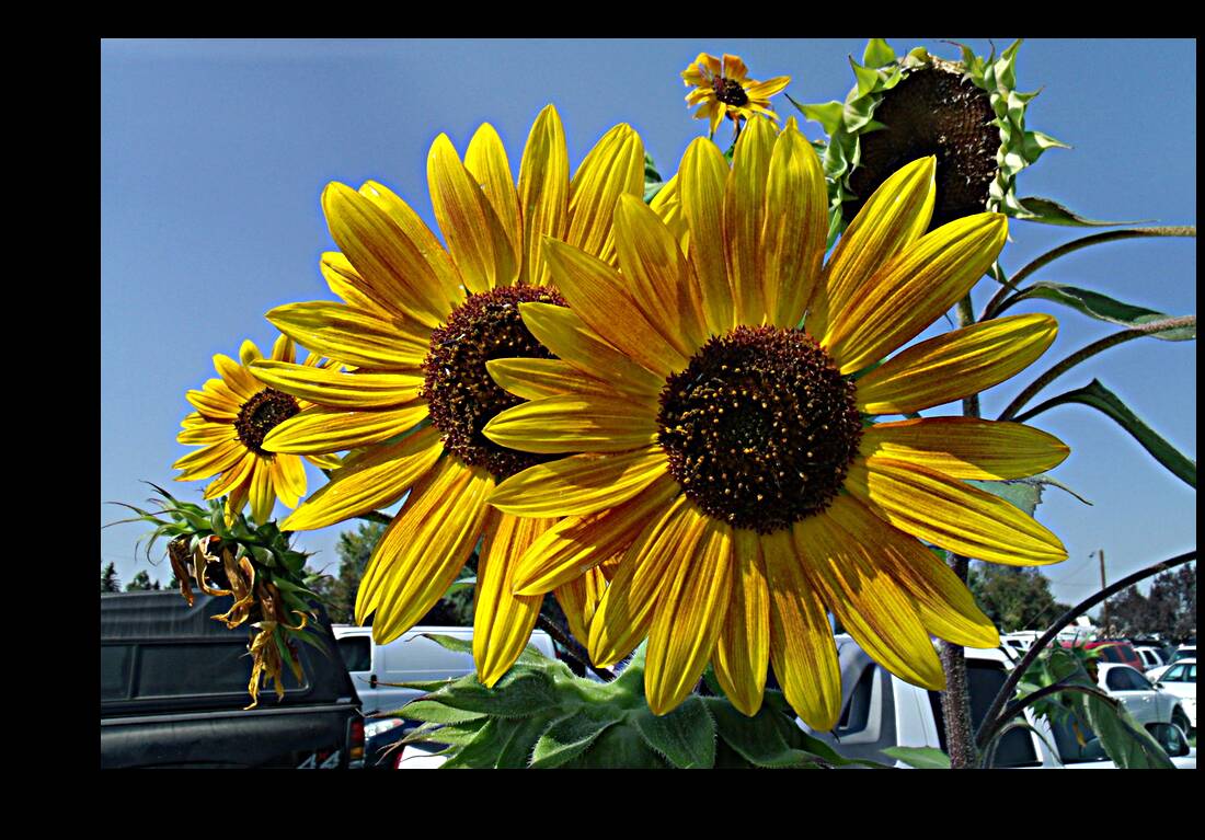 Sunflowers 1 Reproduction