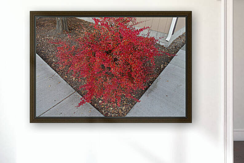 Autumn Red  Bush 2 by Sherrie Larch