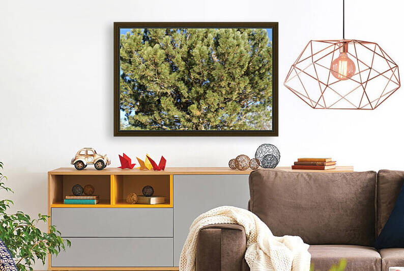 Pine In Morning Sunshine and Wind   by Sherrie Larch