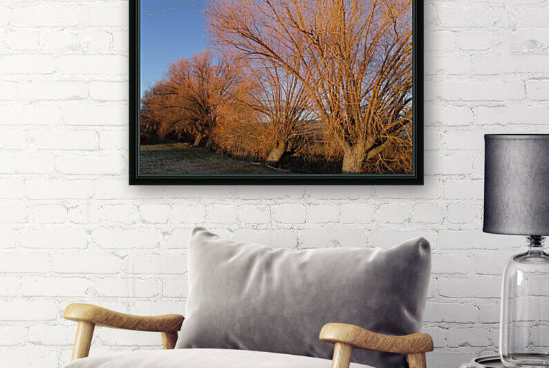 Northern California Autumn Willows 2 by Sherrie Larch