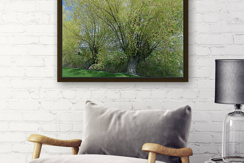 Northern California Spring Willows 2 by Sherrie Larch