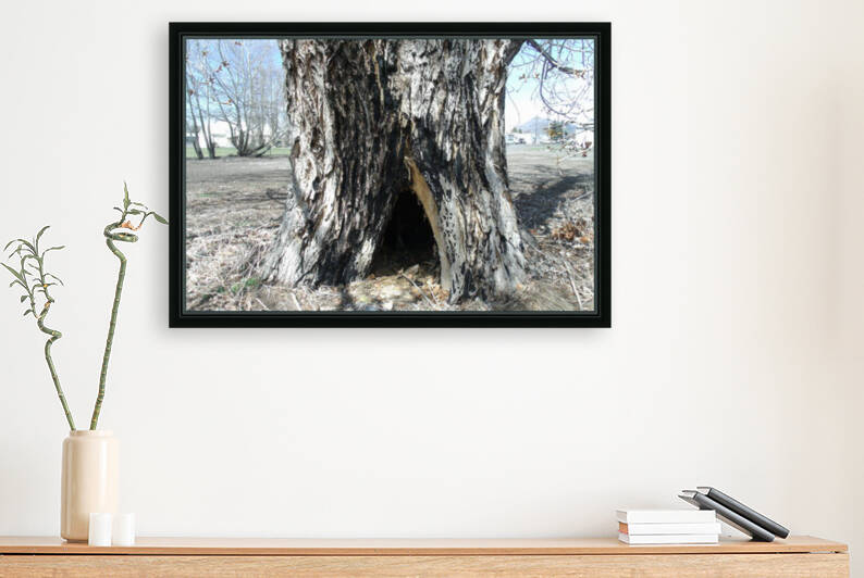 Old Trees 2  by Sherrie Larch
