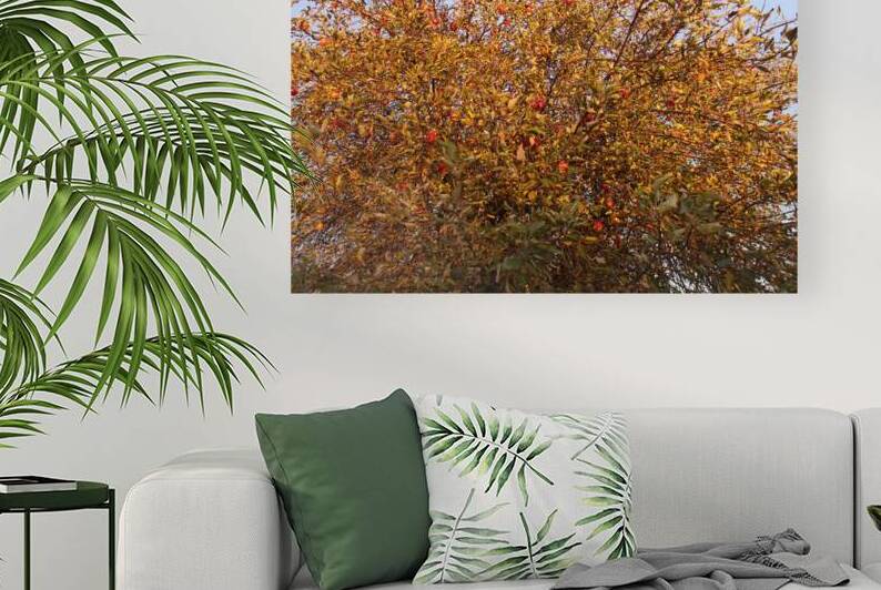 October Apple Tree 1  by Sherrie Larch