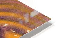 Disco Butterfly 3 HD Metal print