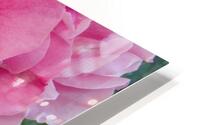 Five Pink Roses  HD Metal print