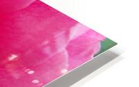 Inside A Pink Rose HD Metal print