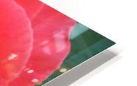 A Pink Rose Closeup  HD Metal print