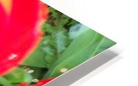 A Poppy 2 HD Metal print