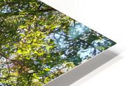 Beautiful Fall Green Trees 2 HD Metal print