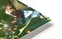 Beautiful Fall Green Trees 6 HD Metal print