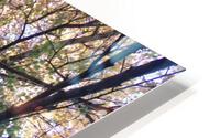 Birch Trees In Fall 1 HD Metal print