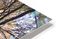 Birch Trees In Fall 2 HD Metal print