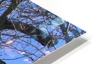 Tulelake Winter Tree 2 HD Metal print