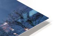Lost River Winter Trees 6 HD Metal print