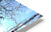 Lost River Winter Trees 8 HD Metal print