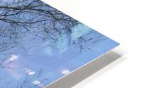 February Tree 1 HD Metal print