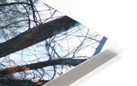 Spring Snow Trees 3  HD Metal print