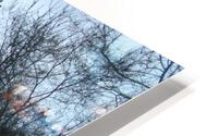 Spring Snow Trees 4  HD Metal print