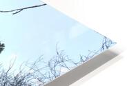 Spring Snow Trees 5  HD Metal print