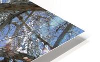 Old Trees 3  HD Metal print