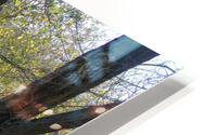 Lost River Trees 2 HD Metal print
