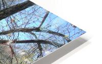 Lost River Trees 4 HD Metal print