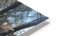 Lost River Trees 5 HD Metal print
