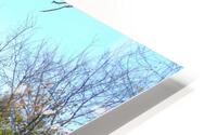 Lost River Trees 6 HD Metal print