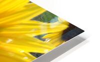 Sunflower  1 HD Metal print