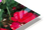 Geraniums 1 HD Metal print
