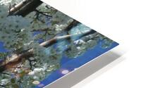 White Cherry Blossoms 2 HD Metal print