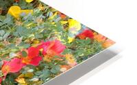 Wild Roses 3 HD Metal print