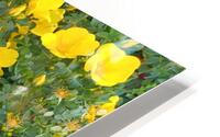 Wild Roses 4 HD Metal print