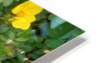 Wild Roses 5 HD Metal print