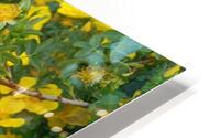 Wild Roses 8 HD Metal print