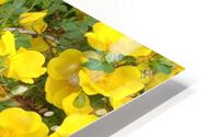 Wild Roses 9 HD Metal print