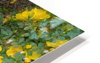 Wild Roses 10 HD Metal print