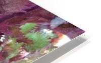 Coleus 1 HD Metal print