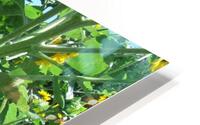 Sunflower 4 HD Metal print