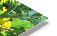 Sunflower 5 HD Metal print